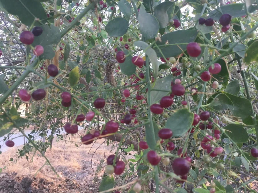 piloo the jungle coolant 1200